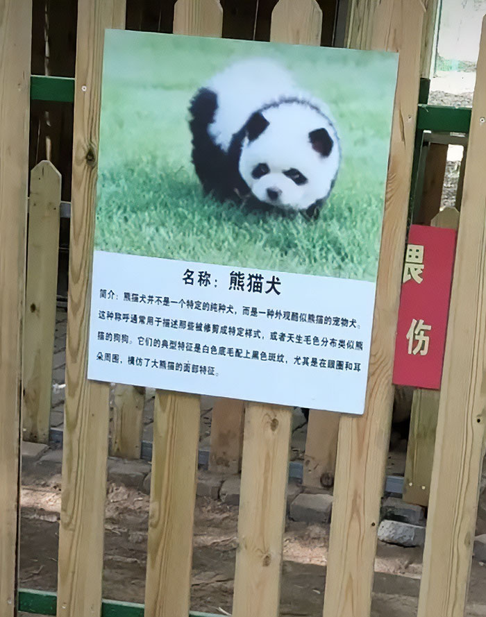 Outrage After Zoo’s Panda Exhibit Turns Out To Be Dogs Dyed Black And White