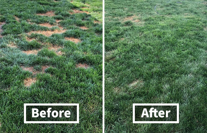 This All-Natural Lawn Spot Remover Will Make You The Envy Of The Whole Neigborhood
