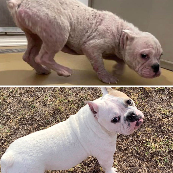 This Is Our Girl, Pinky! Saw A Post Regarding Her Needing Rescue From A Riverside, CA Shelter And Got Her Out Of There The Next Day. We Adore Her