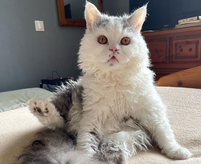 Fluffy large domestic cat sitting on a bed, with distinctive curly fur and wide eyes, reflecting one of the largest cat breeds.