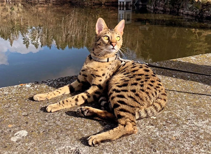 Spotted domestic cat lounging outdoors by a pond.