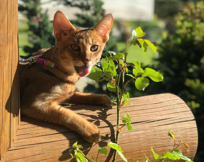 Cat lounging on a wooden railing outdoors, representing one of the largest domestic cat breeds.