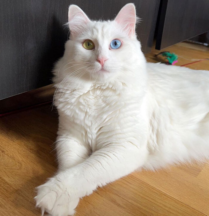 White cat with heterochromia lying on a wooden floor, showcasing one of the largest domestic cat breeds.