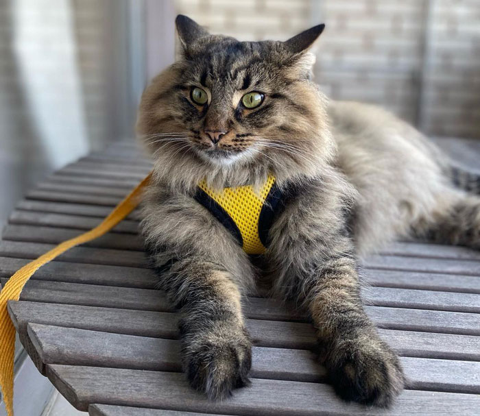 Large domestic cat with long fur, wearing a yellow harness, lounging on a wooden table.