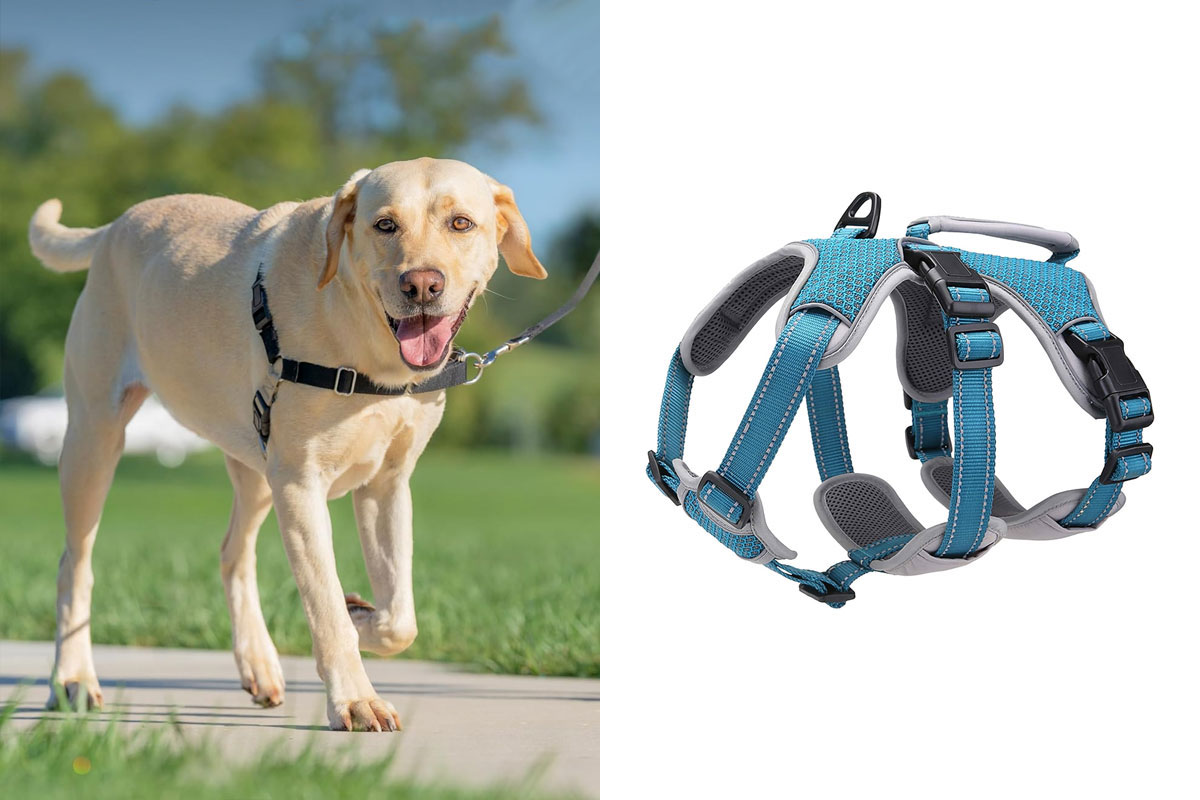 Best Dog Harness For Large Dogs: Vet Recommendations | Bored Panda