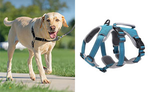 Best Dog Harness For Large Dogs: Vet Recommendations