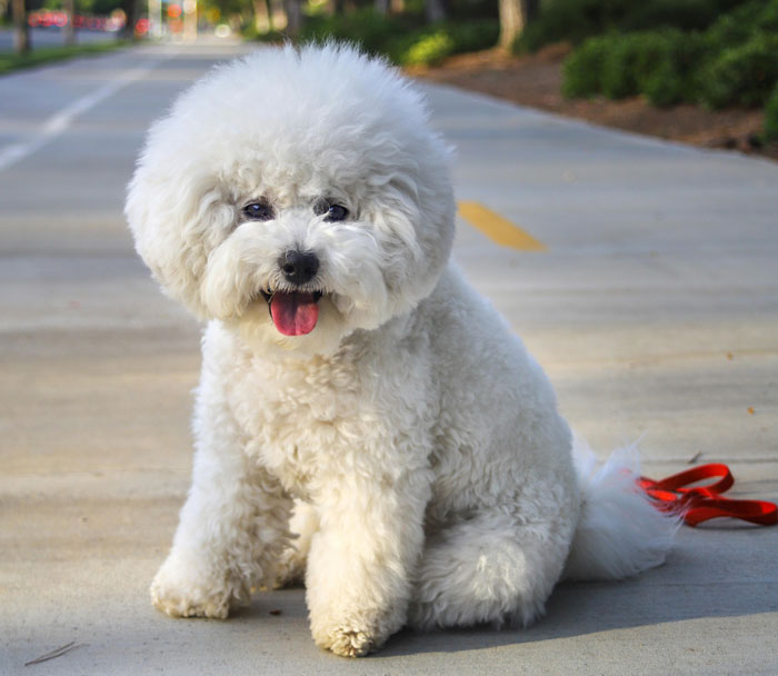 Bichon Frise sitting on the ground