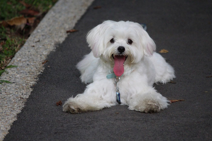 Maltese lying on the ground