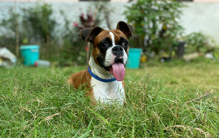 Boxer sitting in the grass