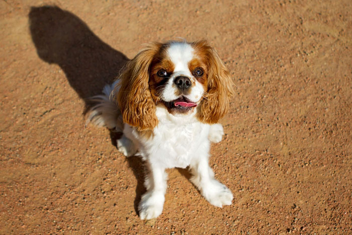 Cavalier King Charles Spaniel  sitting on a sand