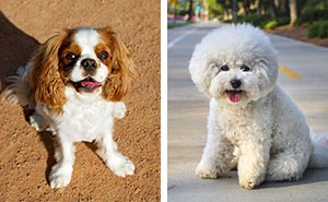 Top 10 Dog Breeds Ideal For First-Time Owners