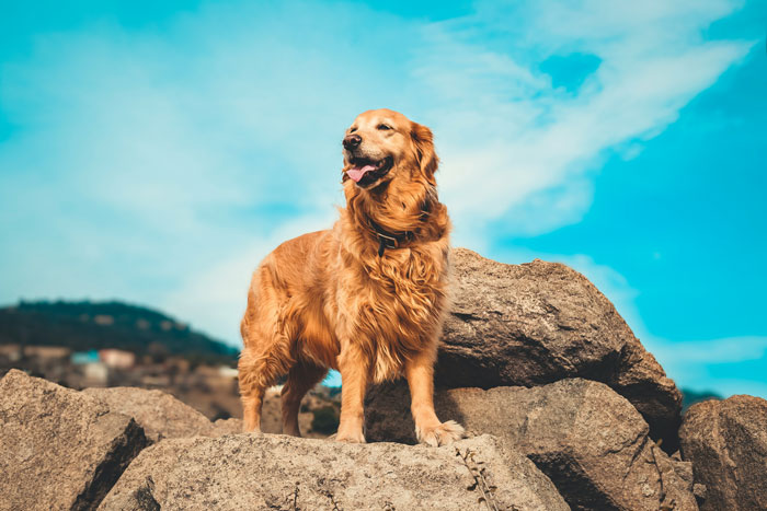 Golden Retriever standing on the rock