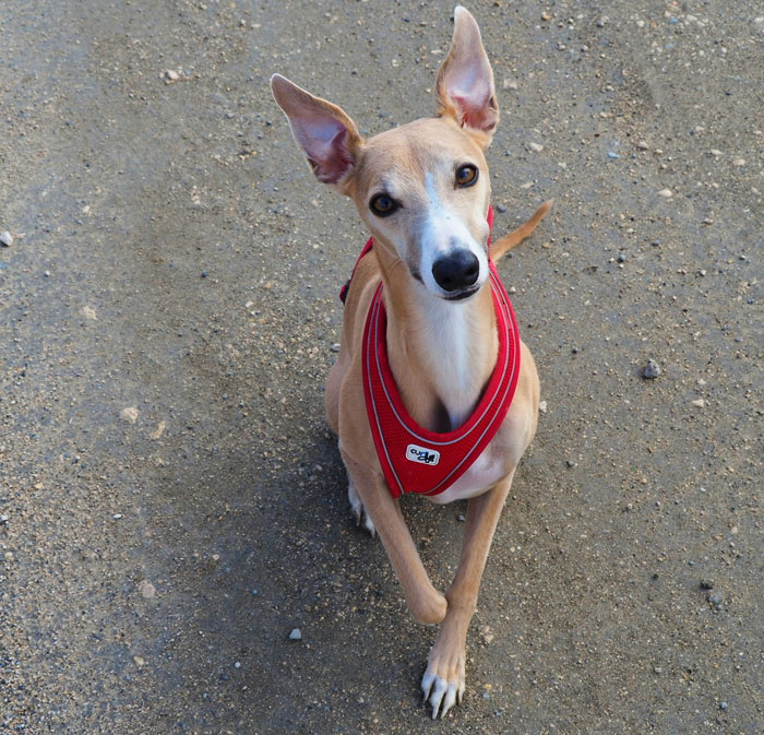 Whippet sitting on the ground