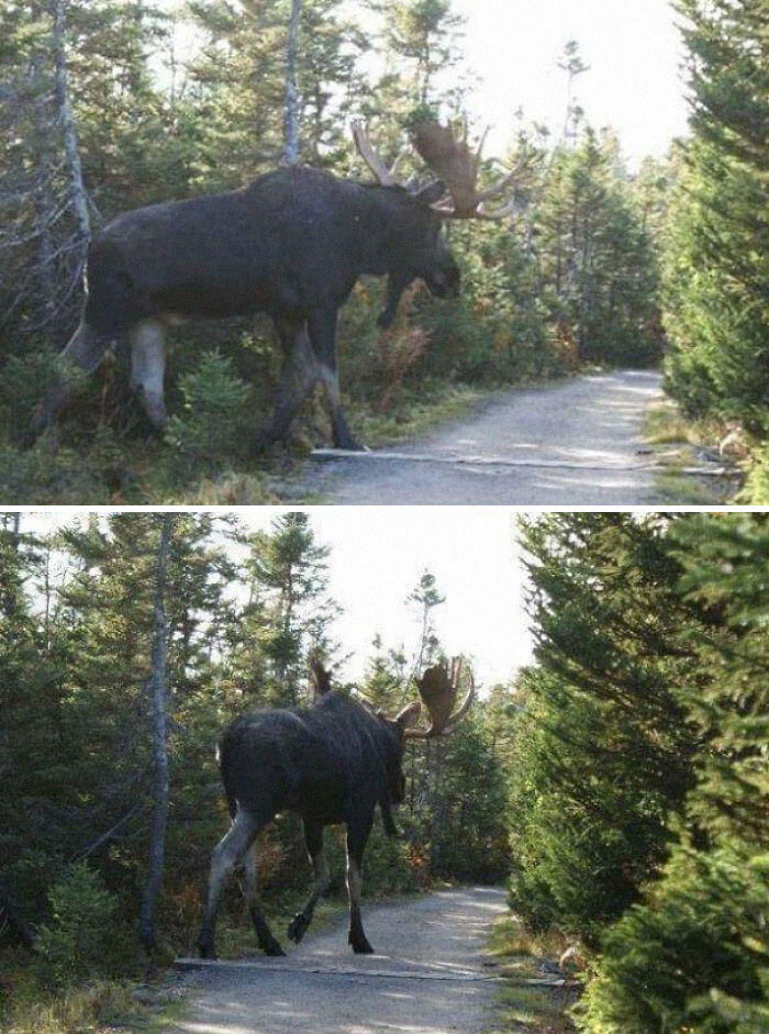 People Don't Realize Just How Huge Moose Can Get