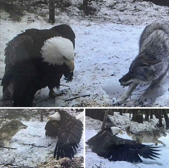 The Size Of The Bald Eagle Caught On A Trail Cam