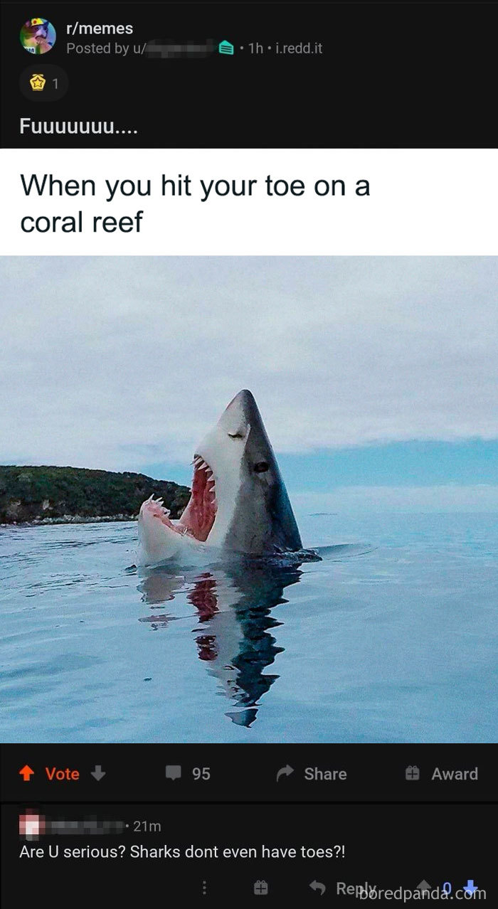 Sharks Have Toes