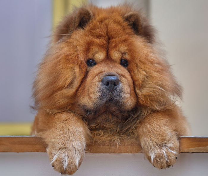 close up view of Chow Chow dog