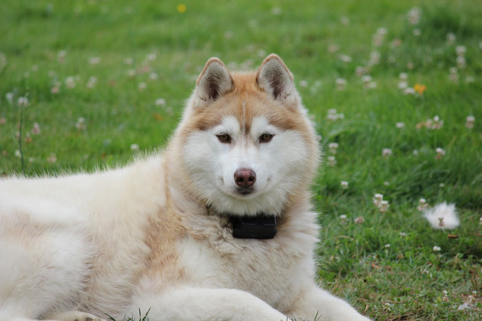 Husky dog lying on the grass