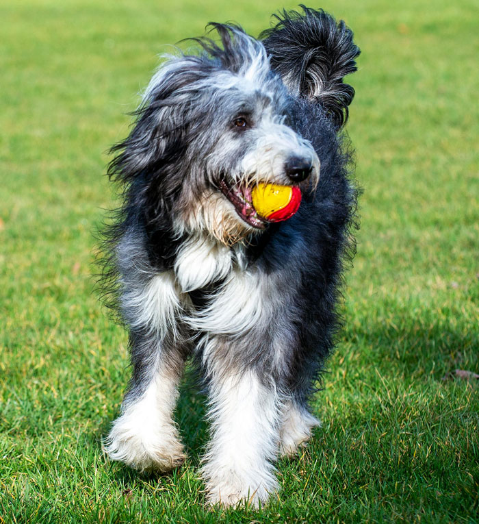 Bearded Collie dog running with a ball in its teeth