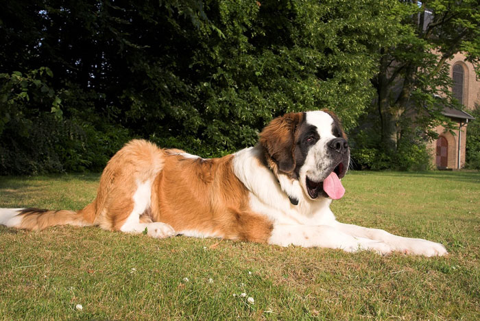 Saint Bernard dog lying on the grass