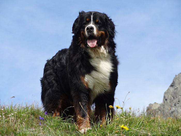 Bernese Mountain Dog  standing in the grass