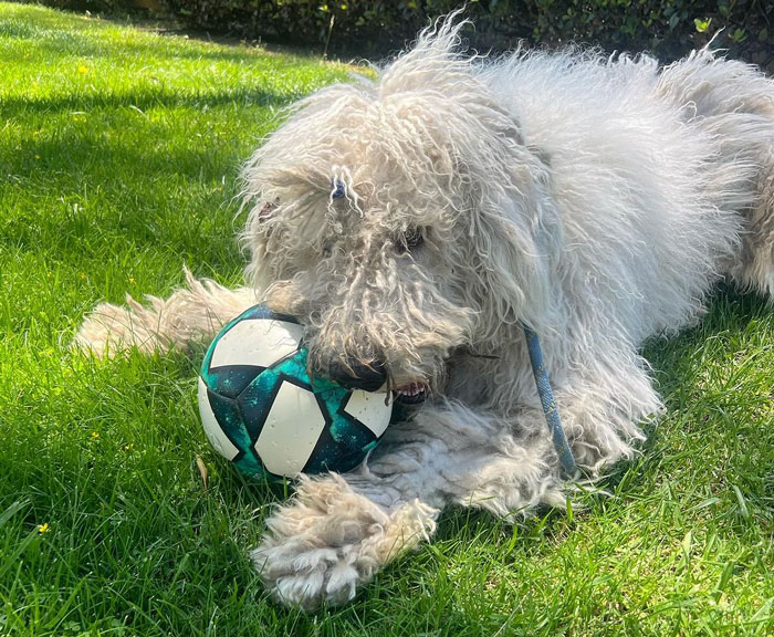Komondor dog lying on the grass with a ball