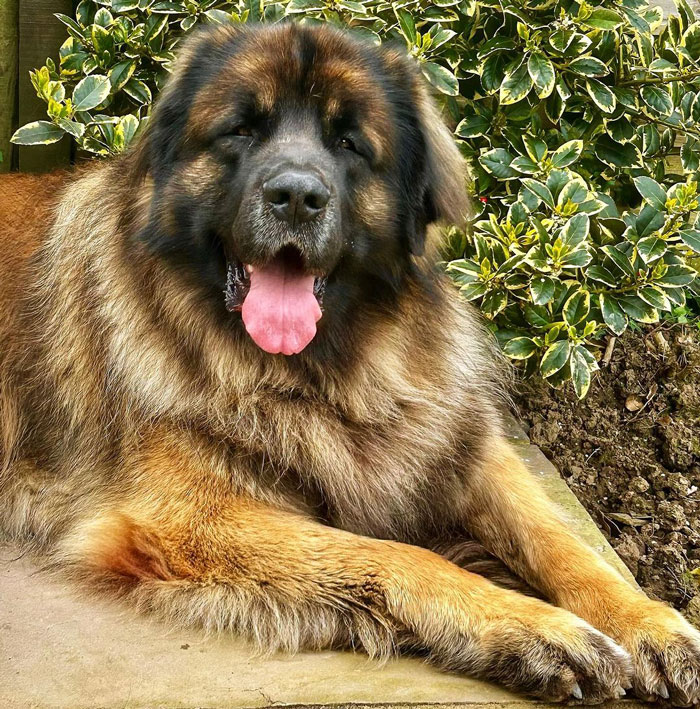 close up view of Leonberger dog