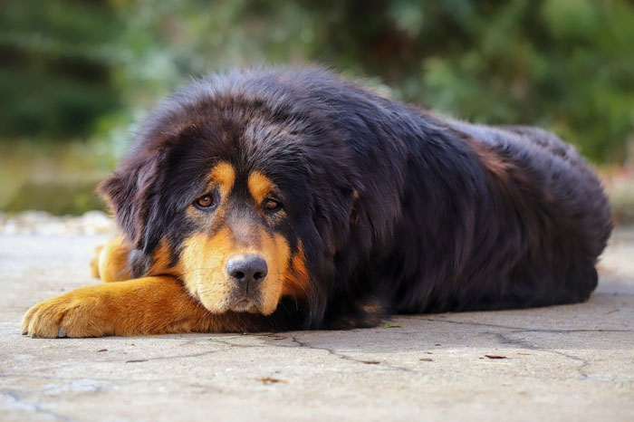 Tibetan Mastiff dog lying on the ground