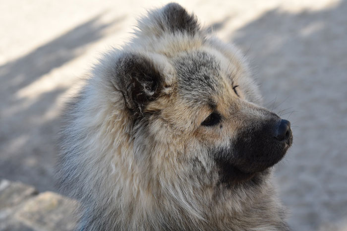 close up view of Eurasier dog