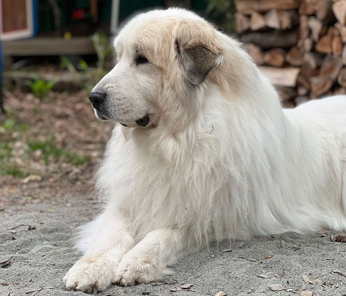 close up view of Great Pyrenees  dog