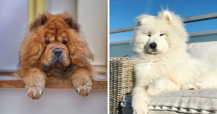 Top 20 Big Fluffy Dog Breeds for Snuggling and Cuddling