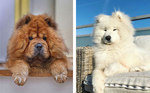 Top 20 Big Fluffy Dog Breeds for Snuggling and Cuddling