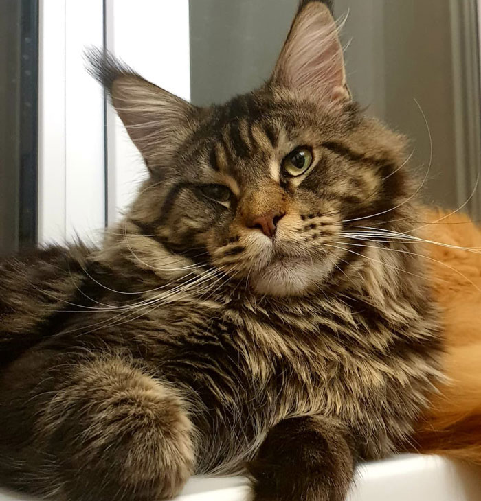 Fluffy Maine Coon cat, one of the largest domestic cat breeds, lounging by a window.