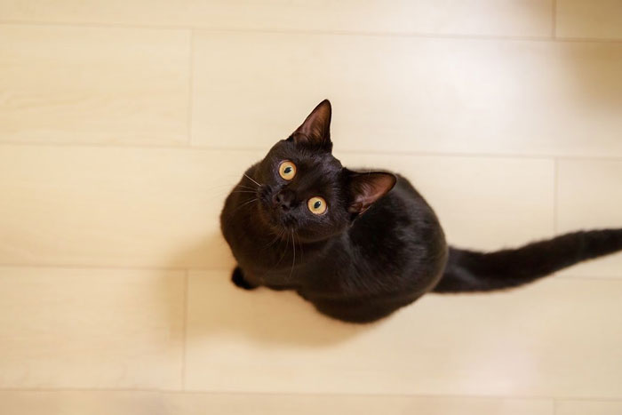 close up view of Bombay Cat