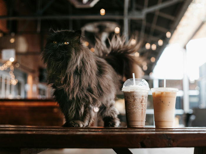 a black Persian Cat standing on the table near the cups of coffee