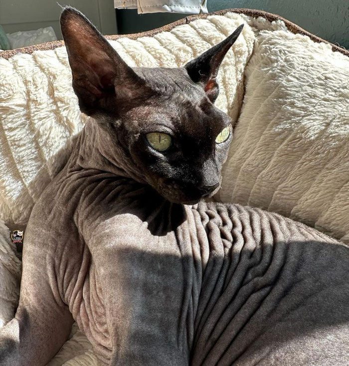 close up view of a black Sphynx cat