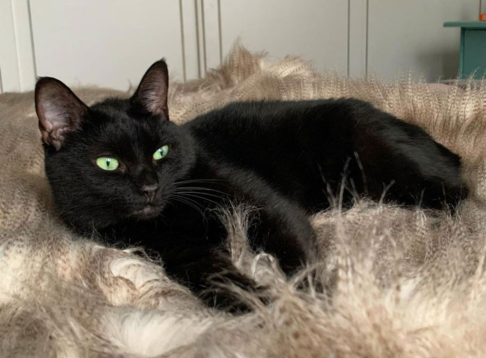 a black Manx cat lying on the carpet