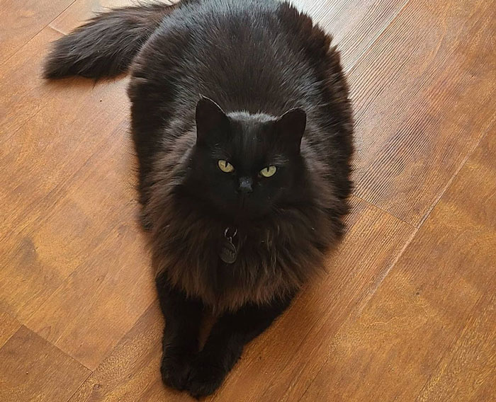 black Ragamuffin cat lying on the floor