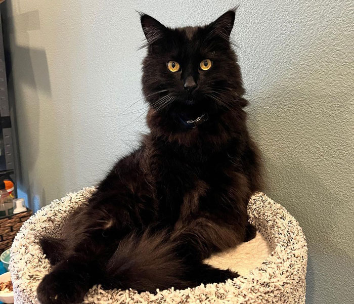 a black Chantilly-Tiffany cat sitting on a cat tree