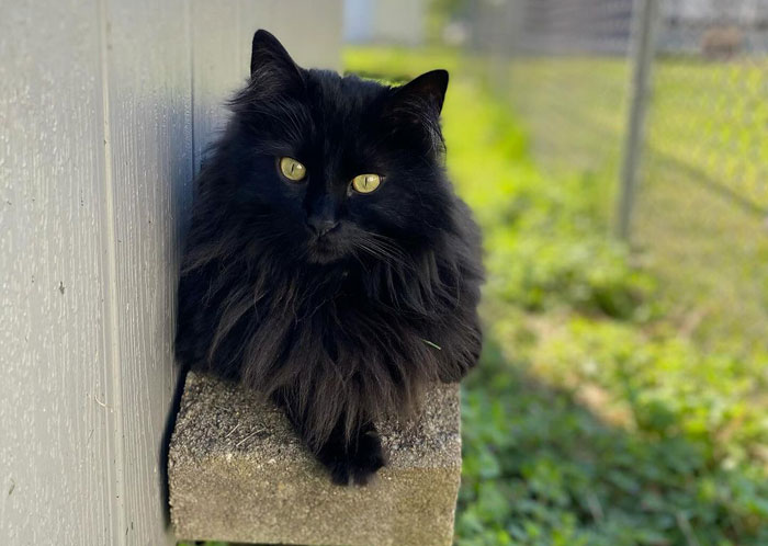 close up view of a Siberian cat