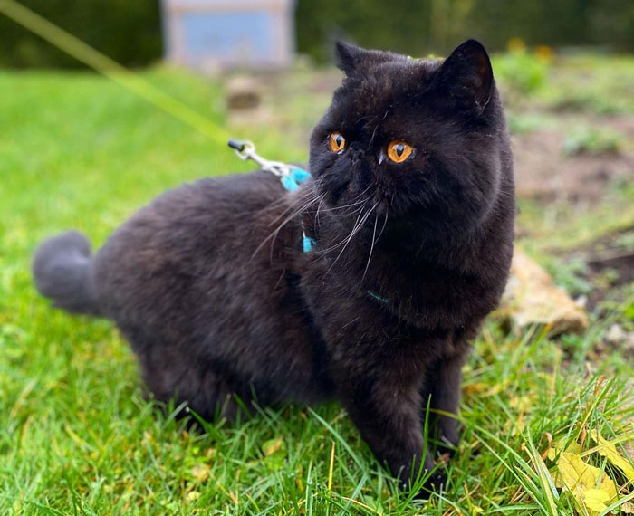 close up view of an Exotic Shorthair cat on the grass