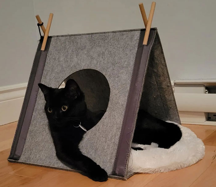 American Shorthair cat sitting in a house made out of textile