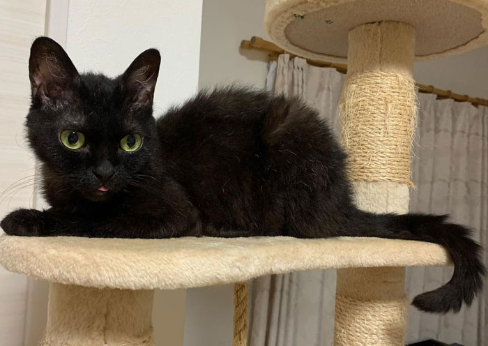 a black LaPerm cat sitting on a cat tree