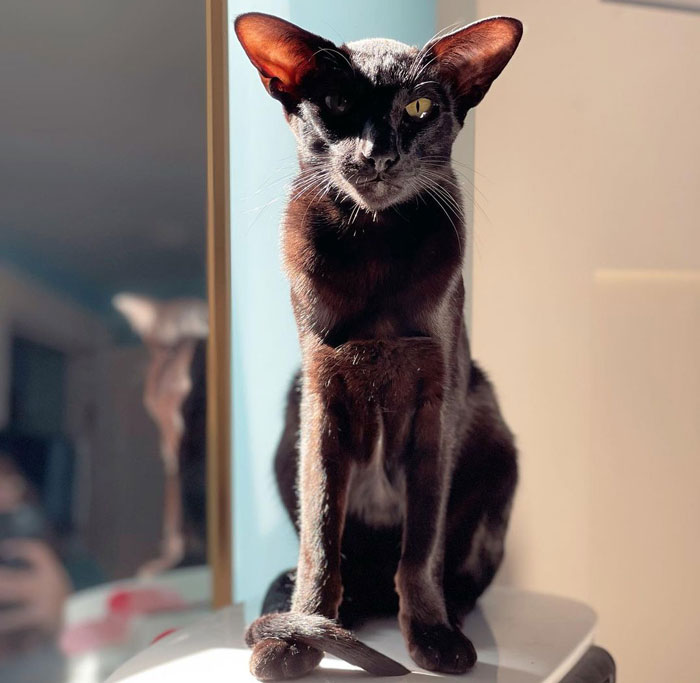 close up view of a black Oriental Shorthair cat