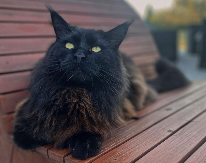 close up view of maine coon cat