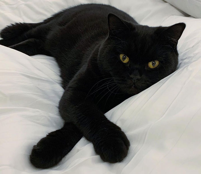 British Shorthair cat lying in a white linen