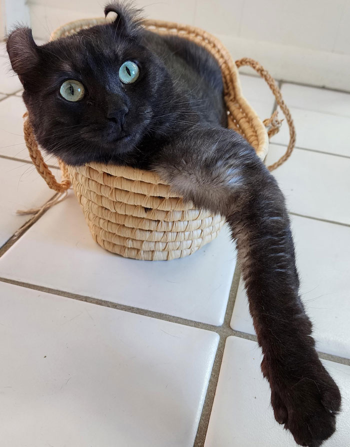 a black American Curl cat sitting in a basket with one paw out