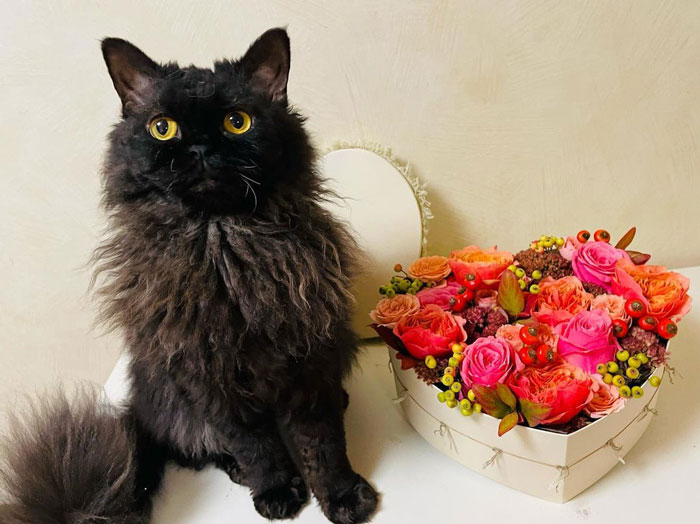 a black Selkirk Rex cat sitting near the basket with flowers