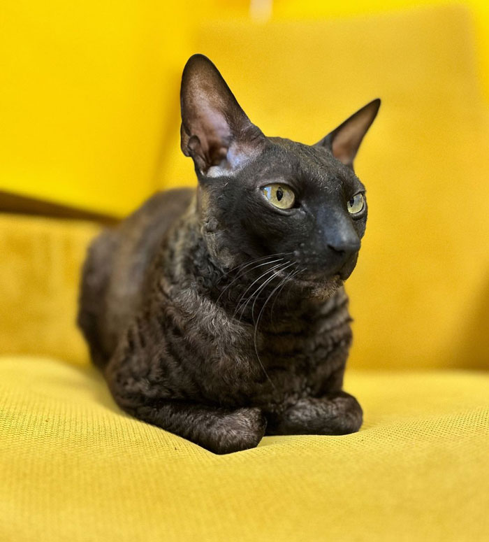 a black Cornish Rex cat sitting on a yellow sofa