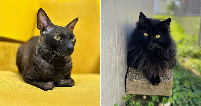 20 Fascinating Black Cat Breeds That Will Enchant You